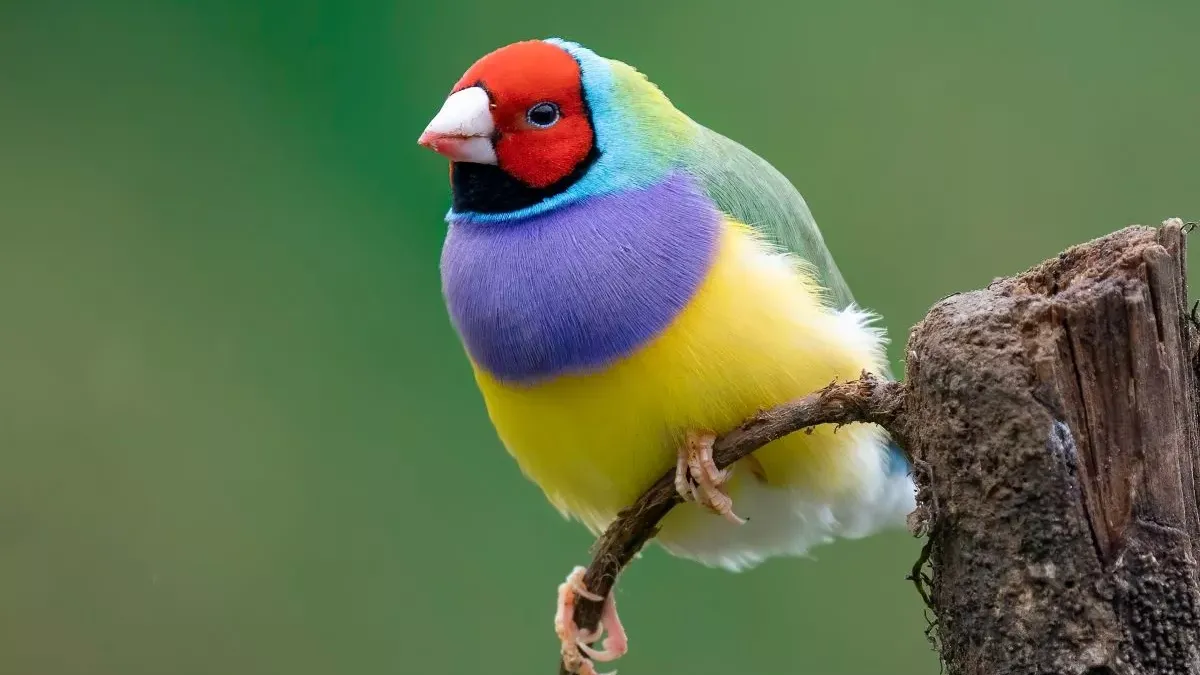 Diamant de Gould : tout sur l'entretien et les caractéristiques