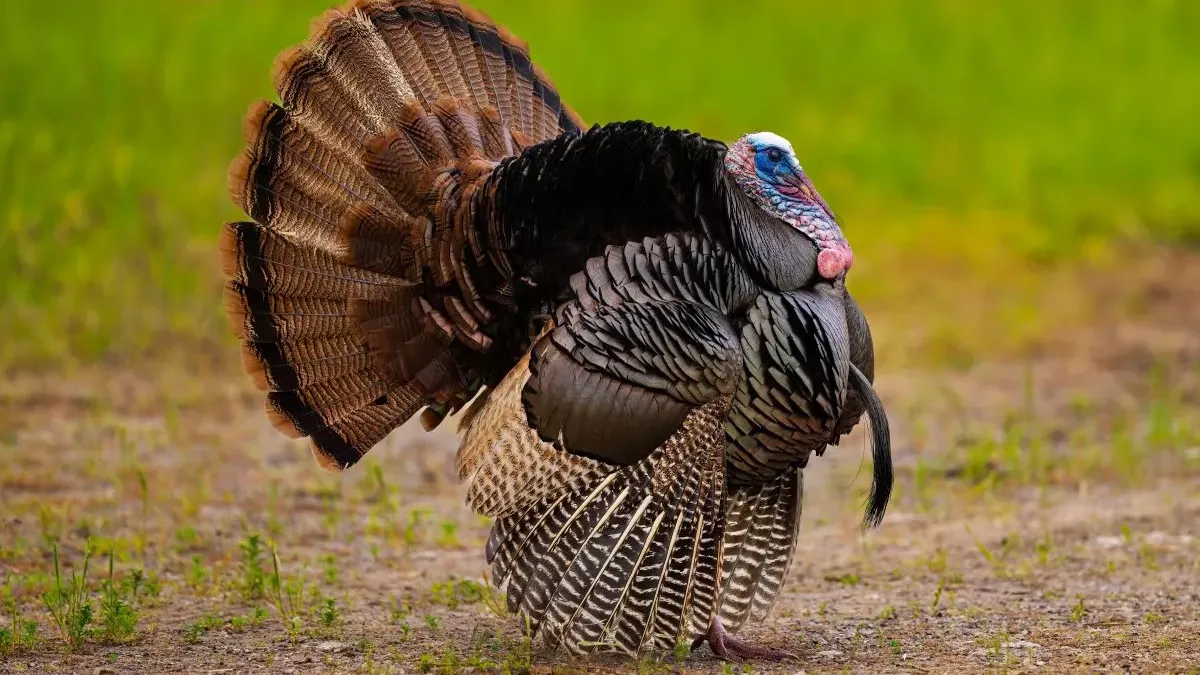 Dindon : origines, domestication et comportement de cet oiseau