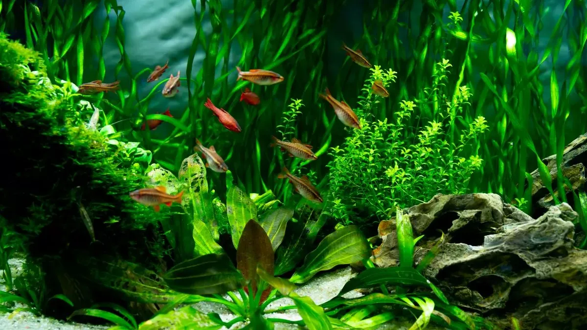 Eau trouble dans l’aquarium : causes, solutions et prévention