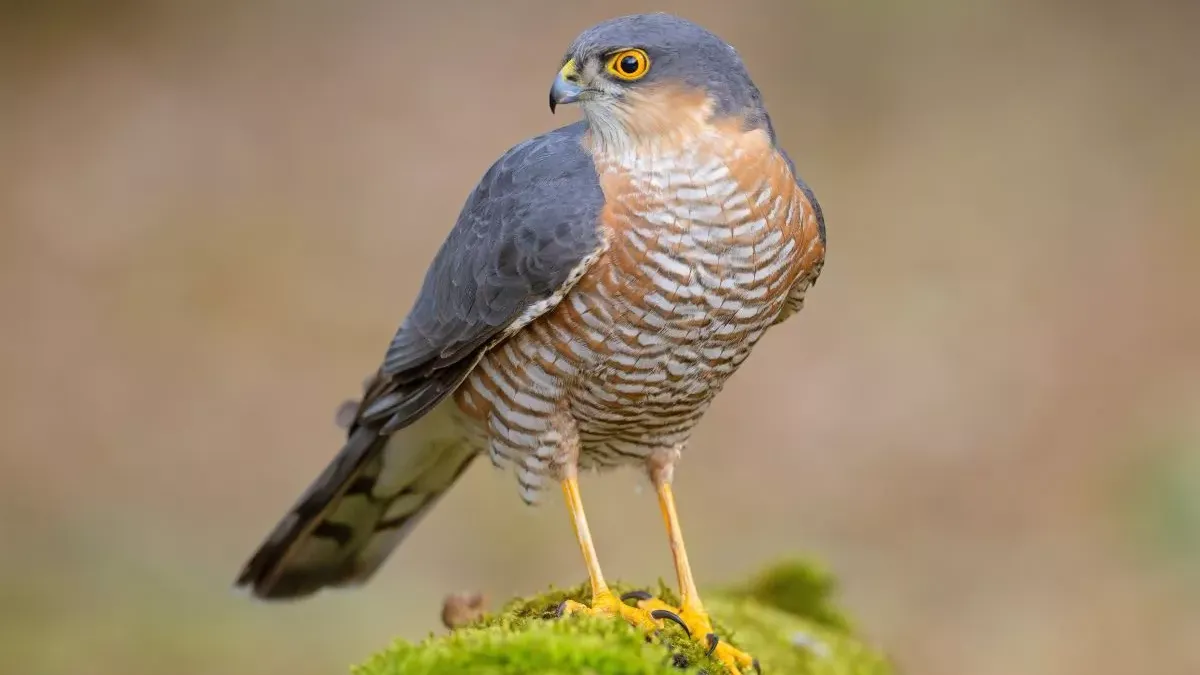 Épervier : tout sur ce rapace agile et son rôle dans l'écosystème