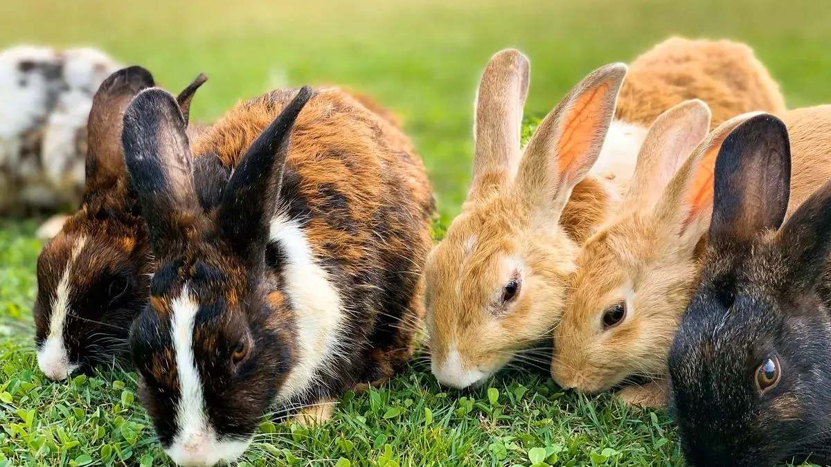 Quelle est l'espérance de vie du lapin ?