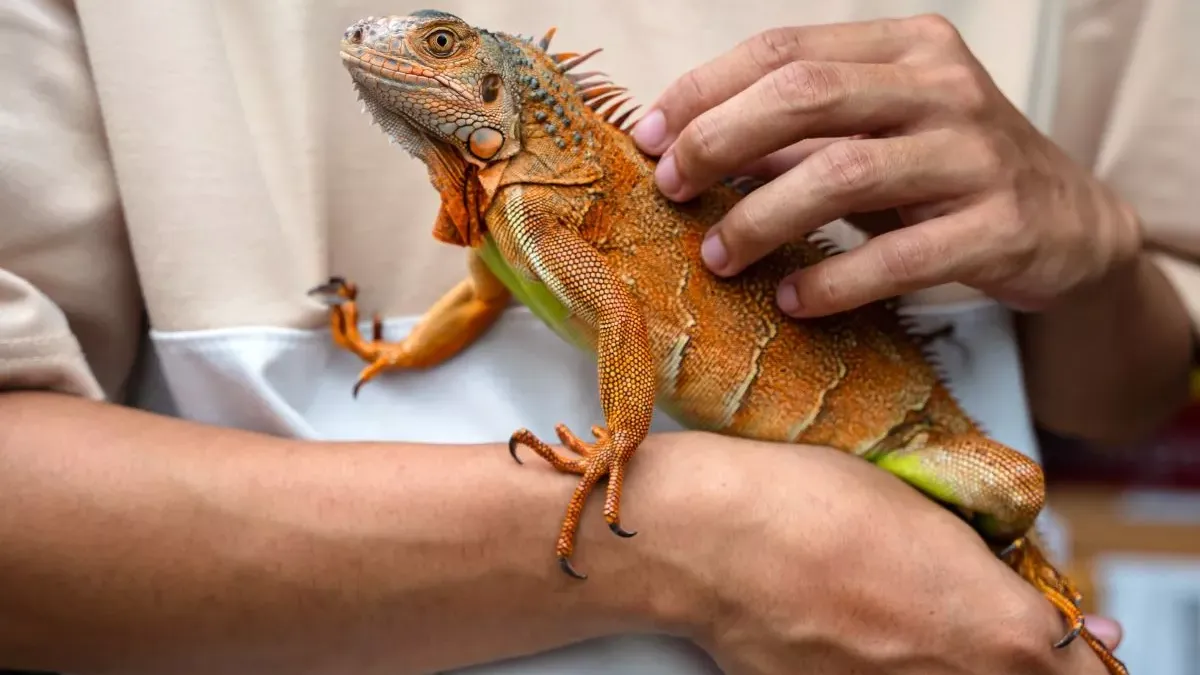 Tout ce qu'il faut savoir avant d'adopter un iguane domestique !