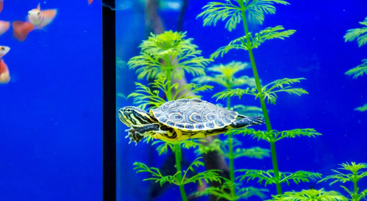 Le guide pour choisir un aquarium adapté à votre tortue !
