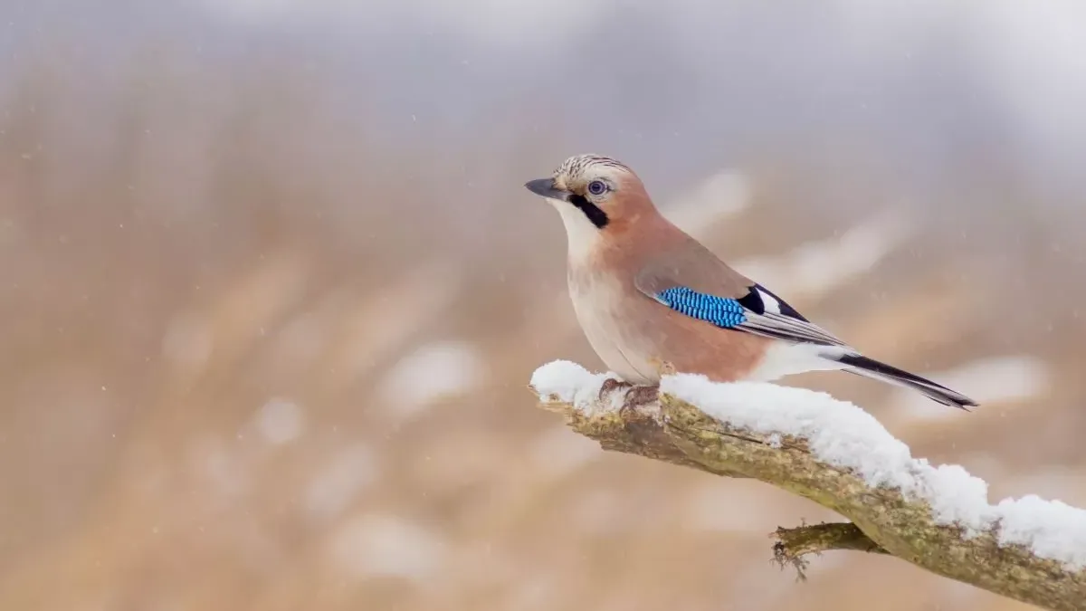 Geai des chênes : intelligence et comportement de cet oiseau coloré
