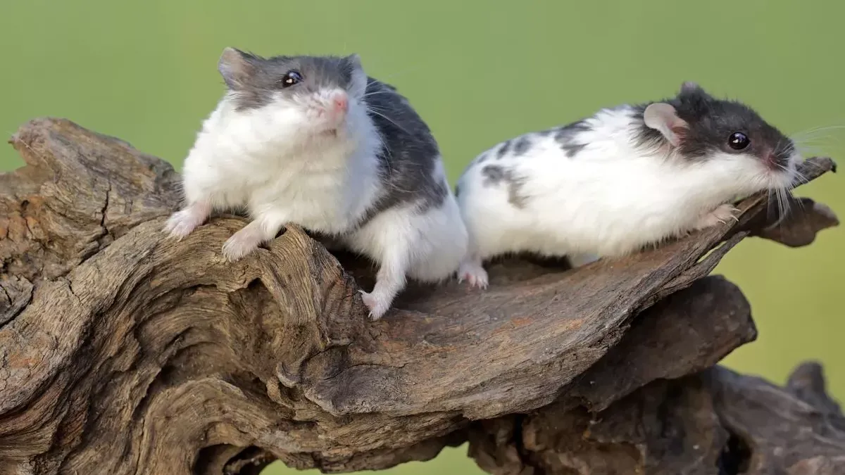 Hamster Panda : tout savoir sur ce rongeur