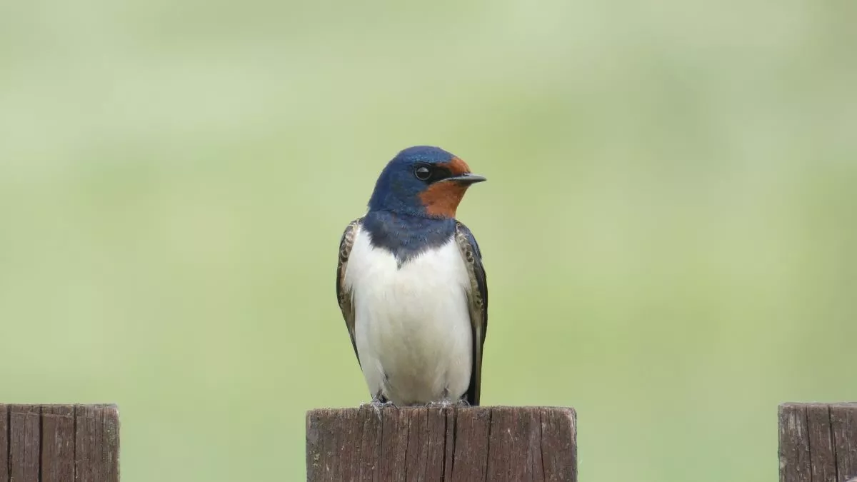 Hirondelle : symbolique, migration et mode de vie de cet oiseau