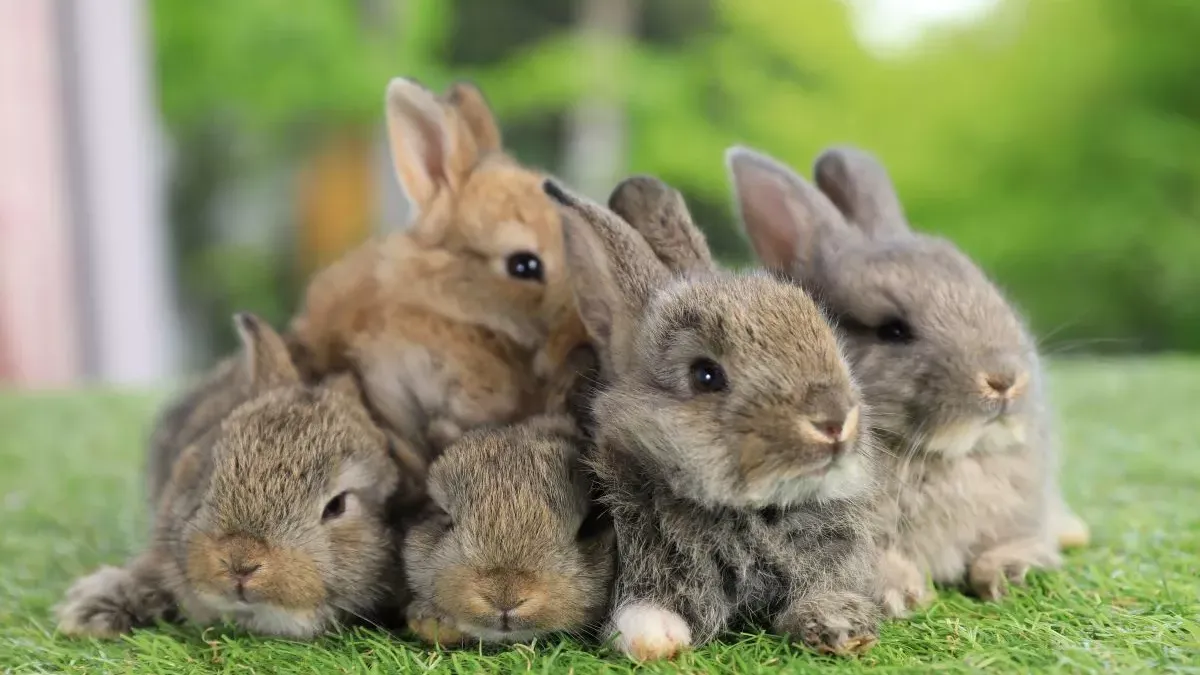 Lapin : conseils pour une alimentation saine