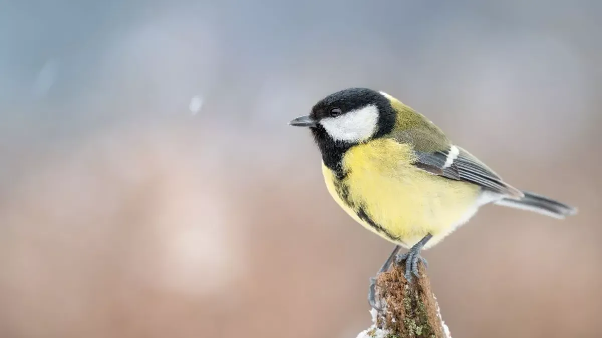 Mésange : guide des différentes espèces et de leurs habitudes