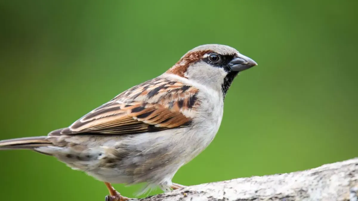 Moineau : tout savoir sur ses origines et son comportement