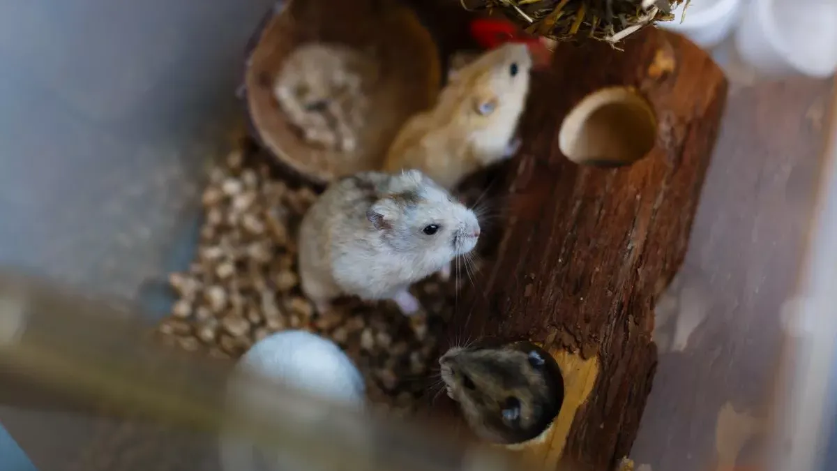 Comment nourrir votre souris ? Notre vétérinaire vous répond