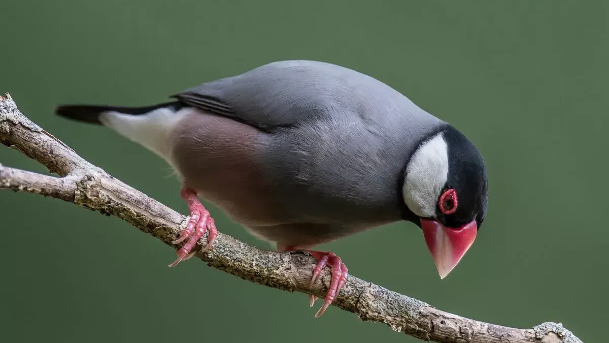 Padda de Java : un oiseau exotique fascinant, conseils et entretien