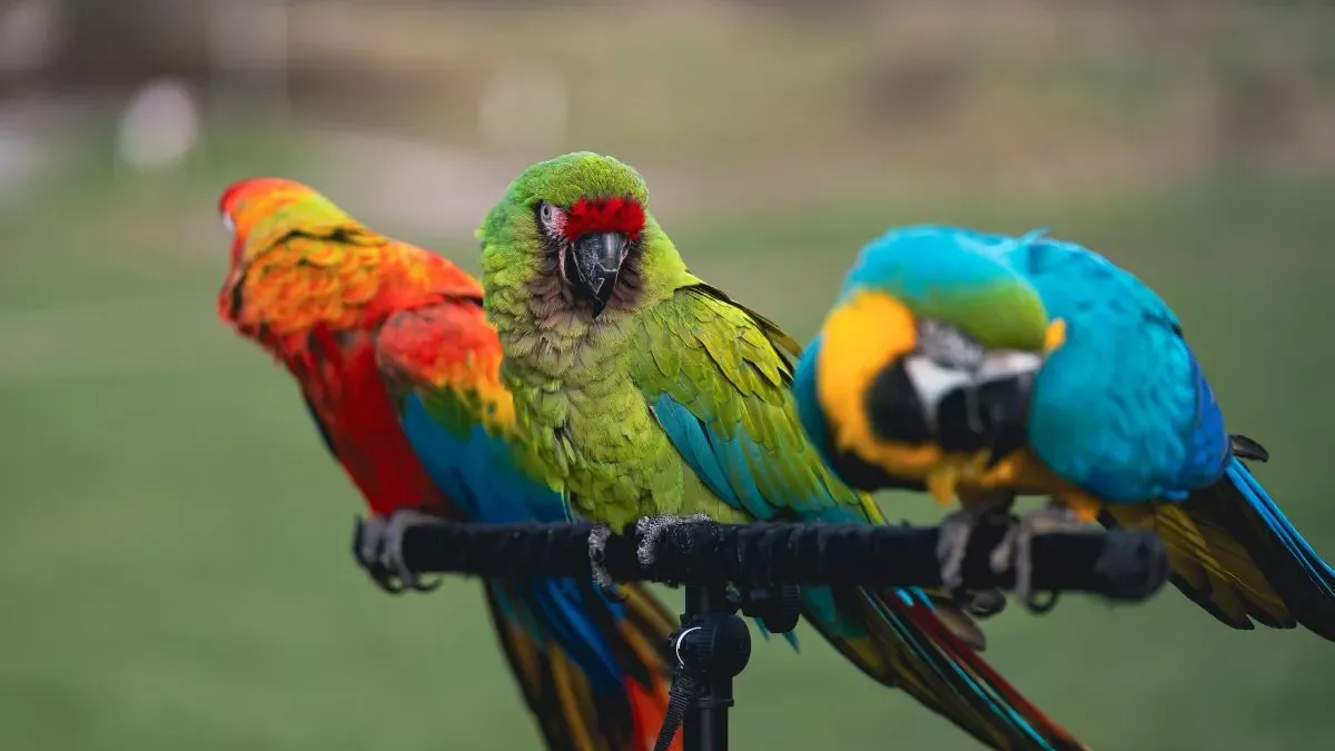 Perroquets : entretien et besoins spécifiques