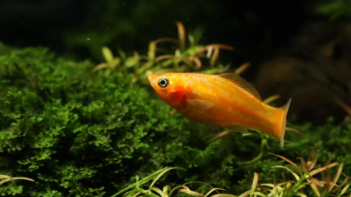 Poisson molly : tout savoir sur cette espèce colorée