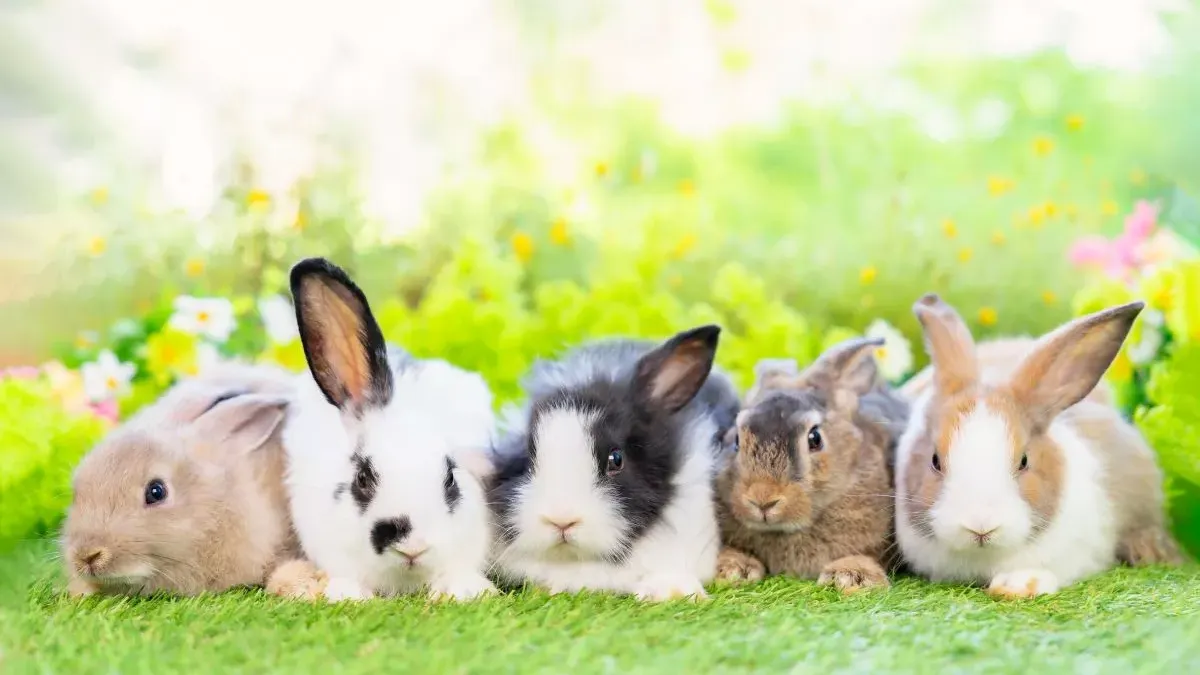 Les principales maladies du lapin