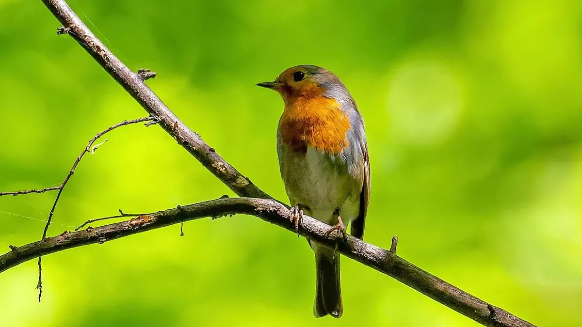Rouge-gorge : mœurs, habitat et particularités de ce petit oiseau familier