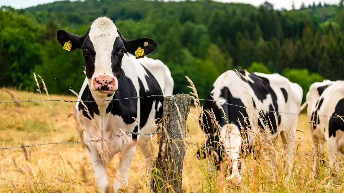 Vache Holstein : tout sur cette race laitière populaire