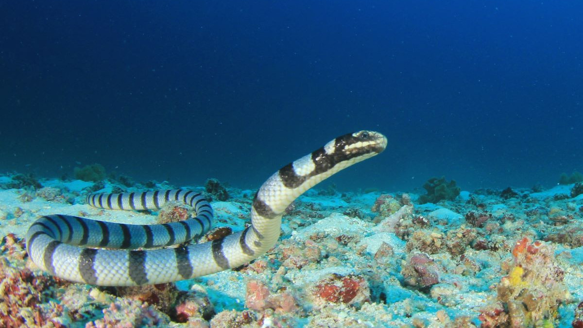 Serpent d’eau tout savoir sur ces reptiles aquatiques — free download