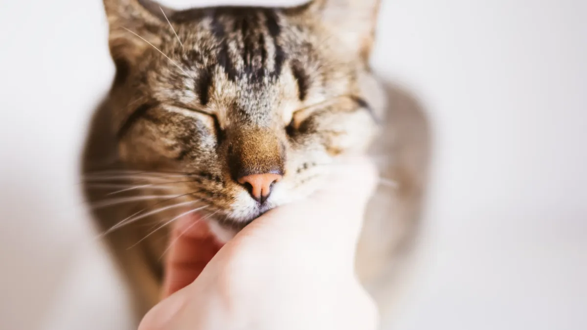 Pourquoi les chats ronronnent-ils vraiment ? Ce que dit la science