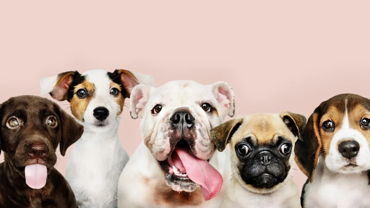 10 races de chiens parfaites pour vivre en appartement