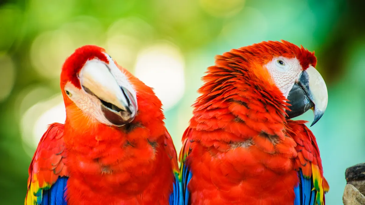 Les perroquets peuvent-ils vraiment parler ? Ce que dit la science