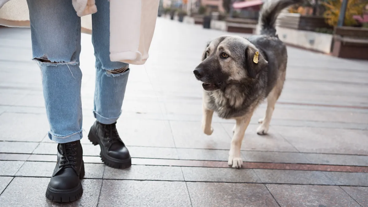 Pourquoi les chiens vous suivent-ils partout ?