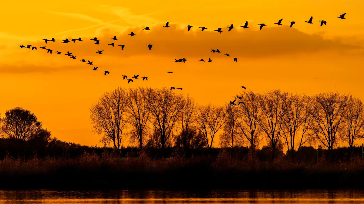 Comment les oiseaux migrateurs trouvent-ils leur chemin ?