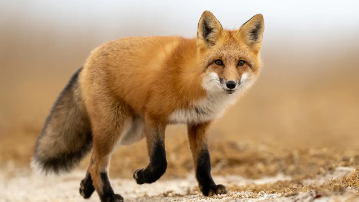 Le renard est-il vraiment rusé ? Analyse d’un mythe