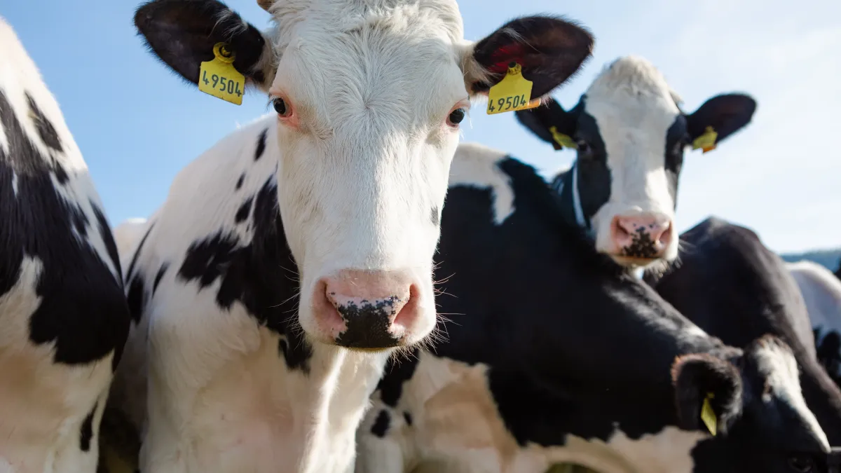 Le saviez-vous ? Les vaches ont des meilleures amies