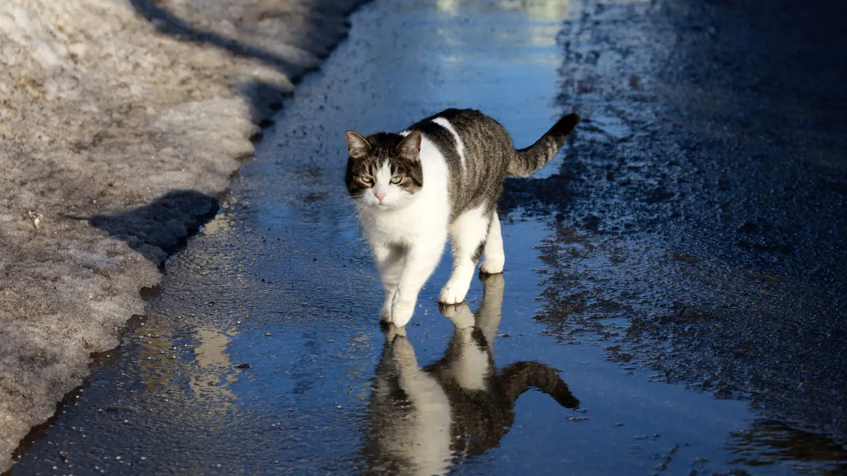 Pourquoi les chats détestent-ils l’eau ?
