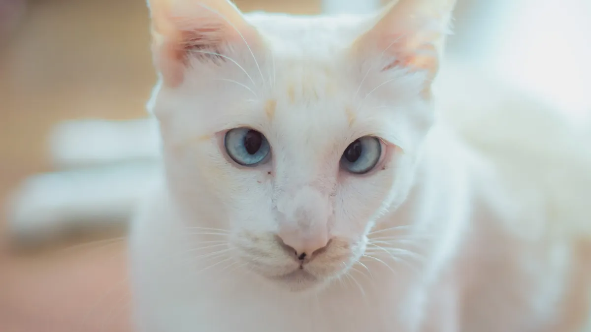 Les animaux peuvent-ils souffrir de troubles mentaux ?