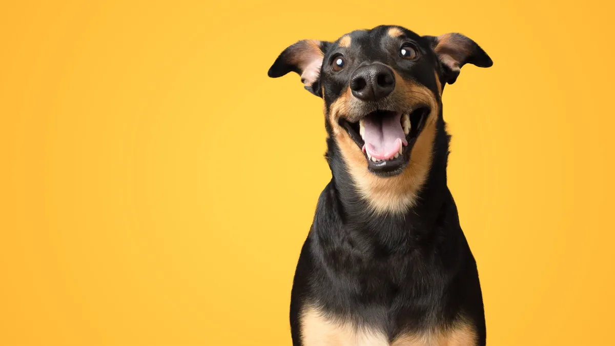 Pourquoi certains chiens "sourient" en montrant les dents ?
