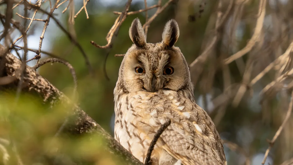 Les chouettes peuvent-elles vraiment tourner leur tête à 360° ?