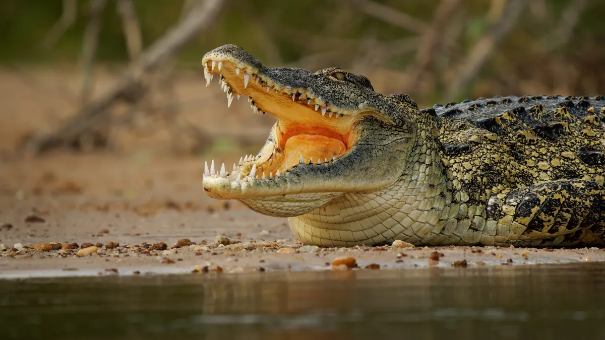 Les crocodiles pleurent-ils vraiment en mangeant ?