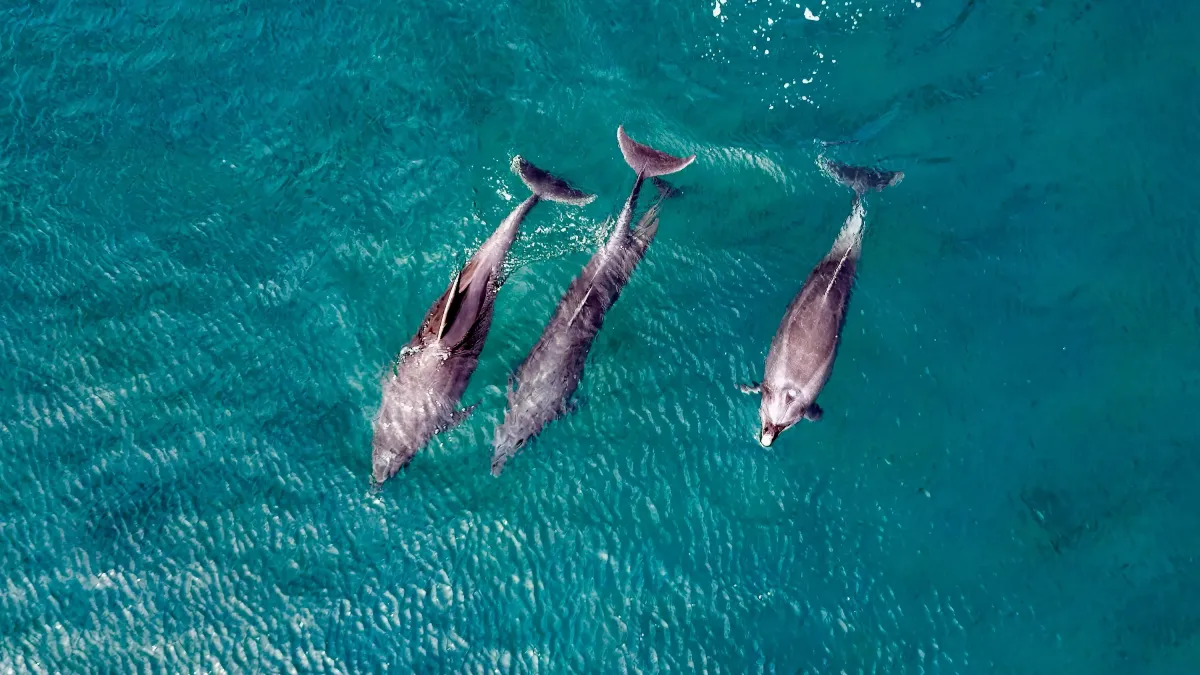 Les dauphins donnent-ils des noms à leurs amis ?