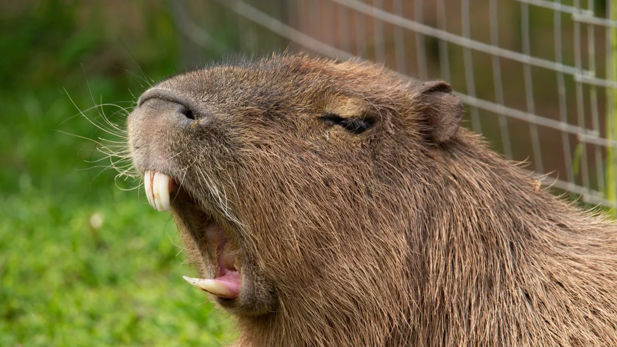 Pourquoi les dents de rongeurs ne cessent-elles jamais de pousser ?