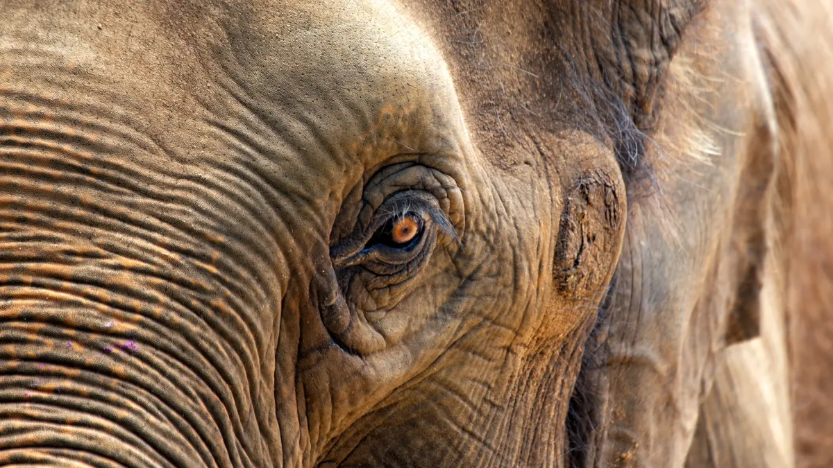 Les éléphants pleurent-ils vraiment leurs morts ?