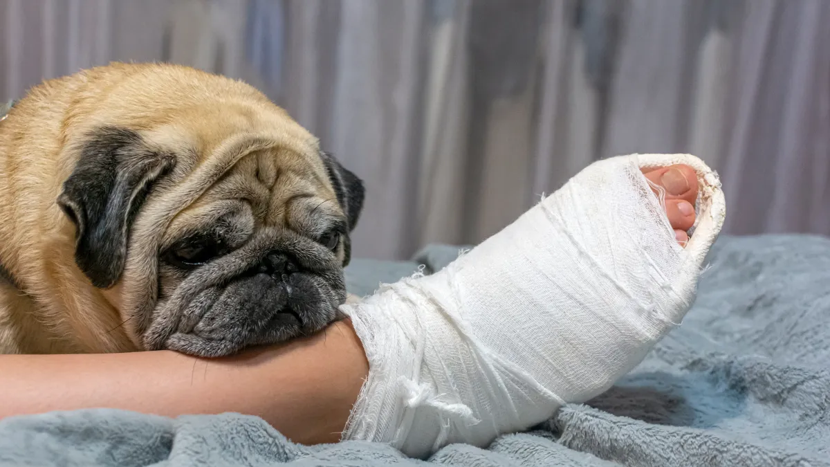 Les animaux ressentent-ils l’empathie ?