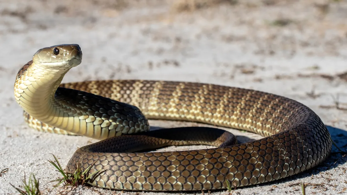 Est-ce que les serpents ont des oreilles ?