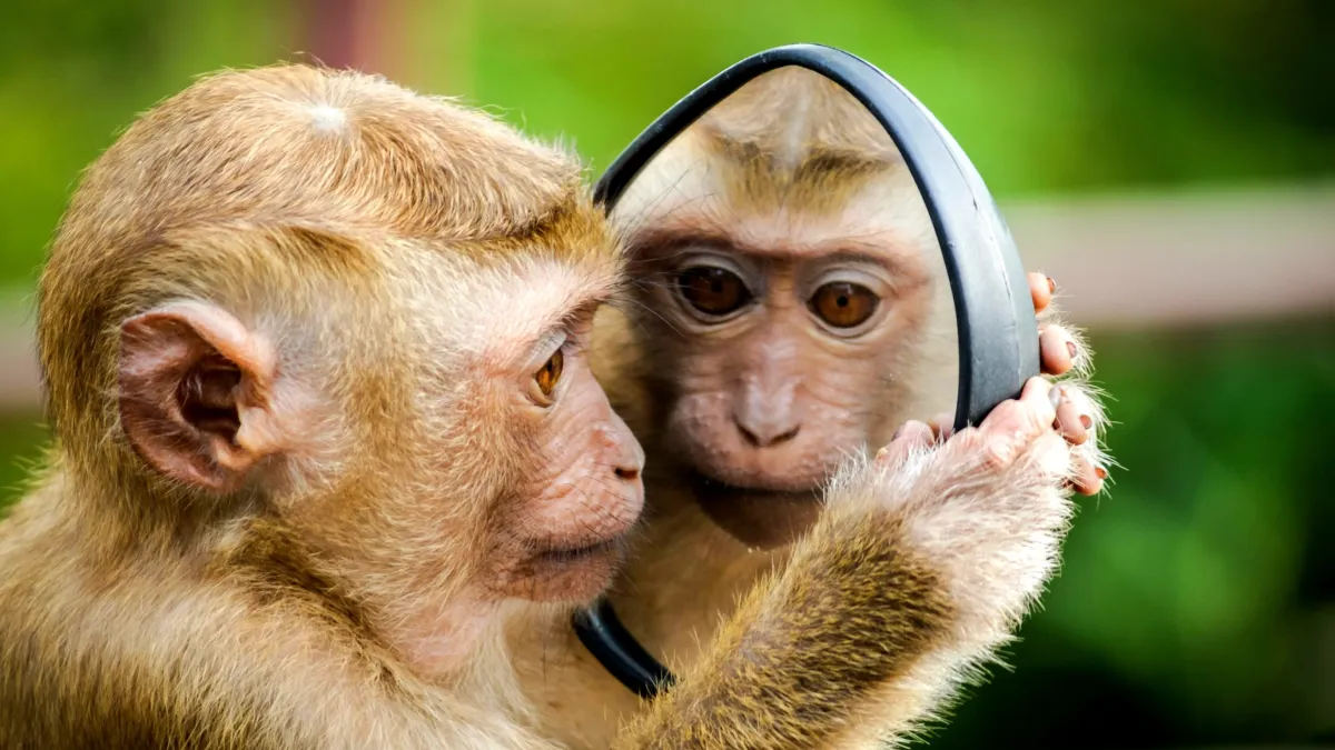 Les animaux sont-ils conscients d’eux-mêmes ?