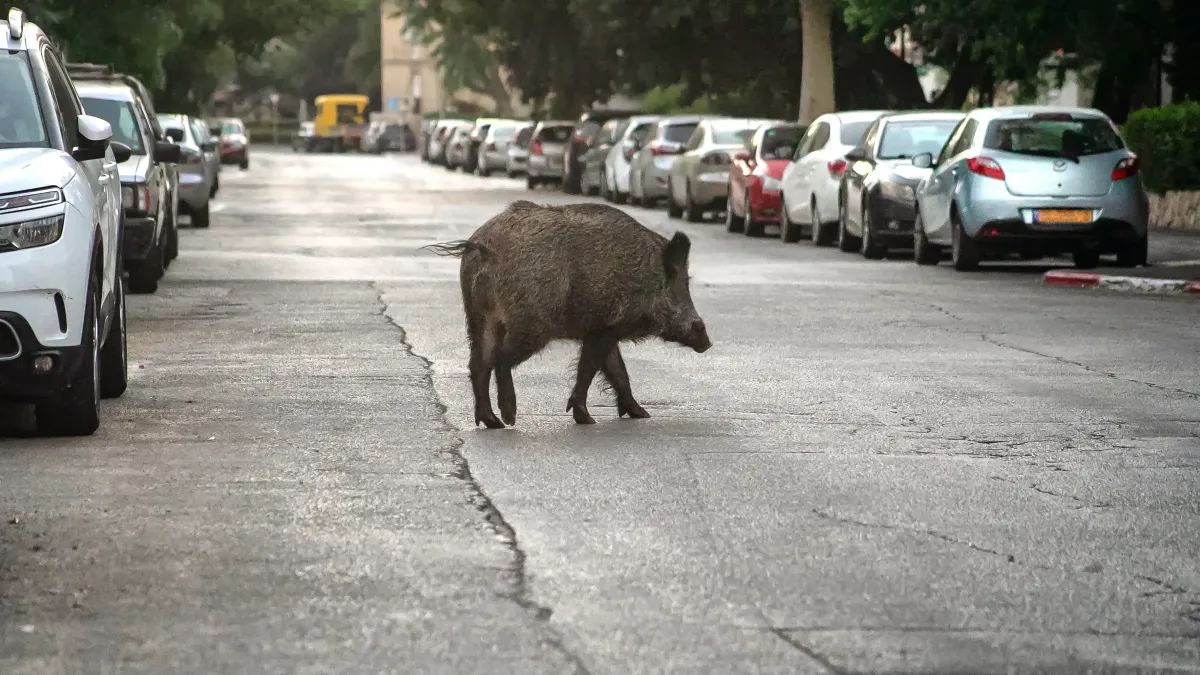 Pourquoi les sangliers envahissent-ils nos villes ?