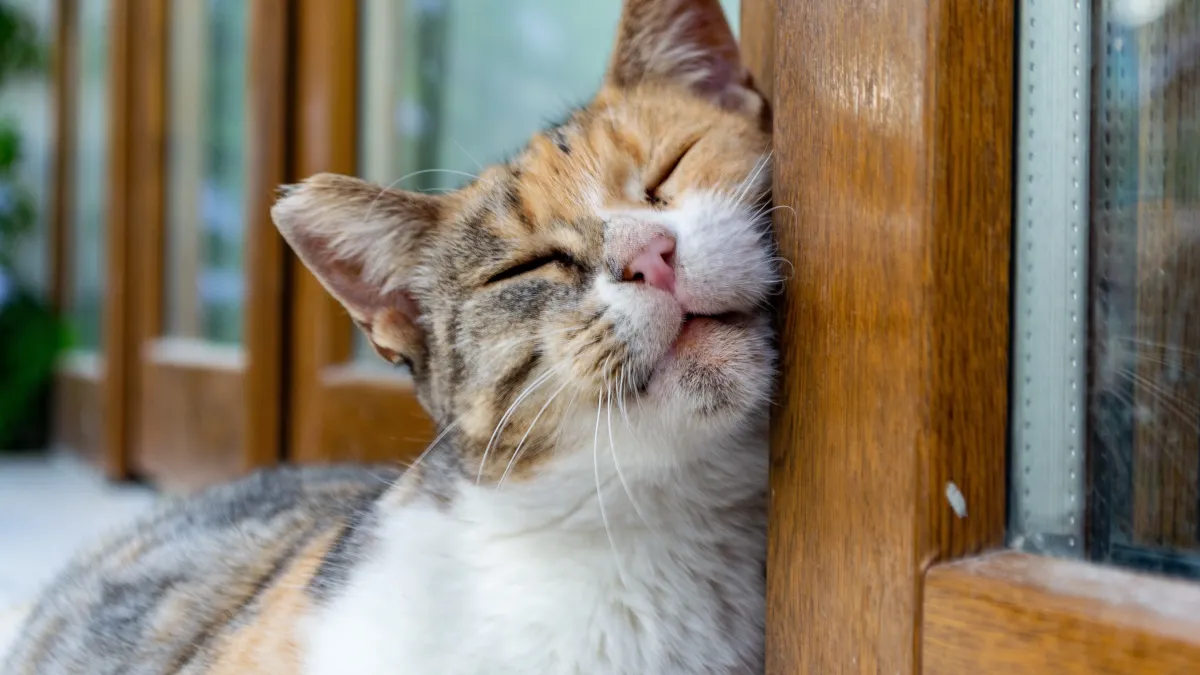 Votre chat se frotte partout ? Ce comportement en dit long sur lui