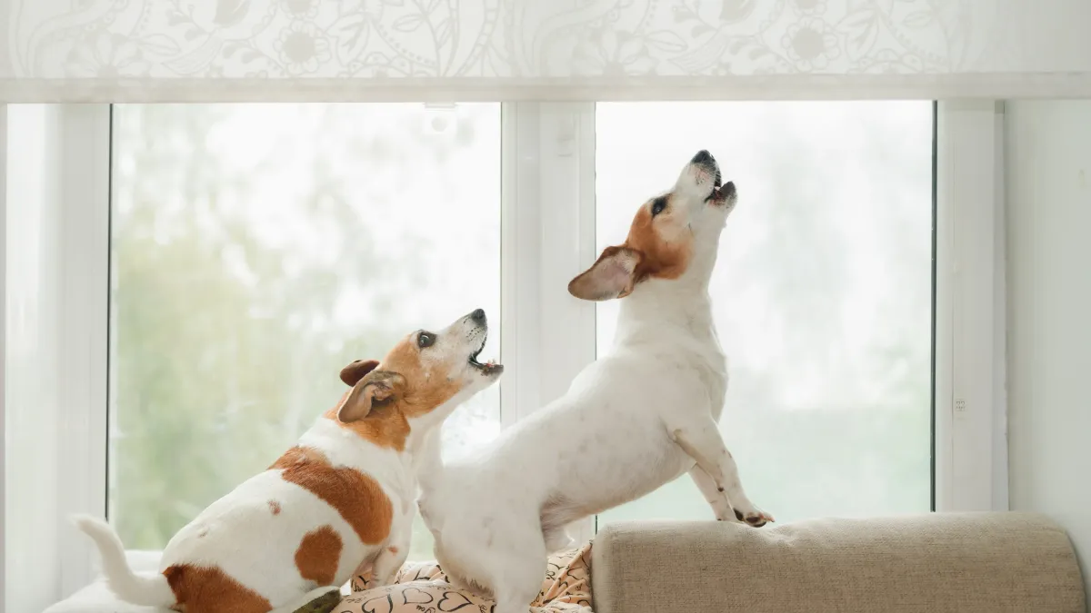 Votre chien aboie dès qu’il entend un bruit ? Voici comment le désensibiliser