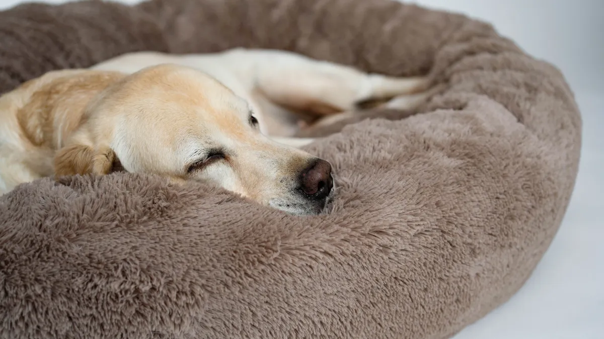 Pourquoi les chiens tournent-ils en rond avant de se coucher ?