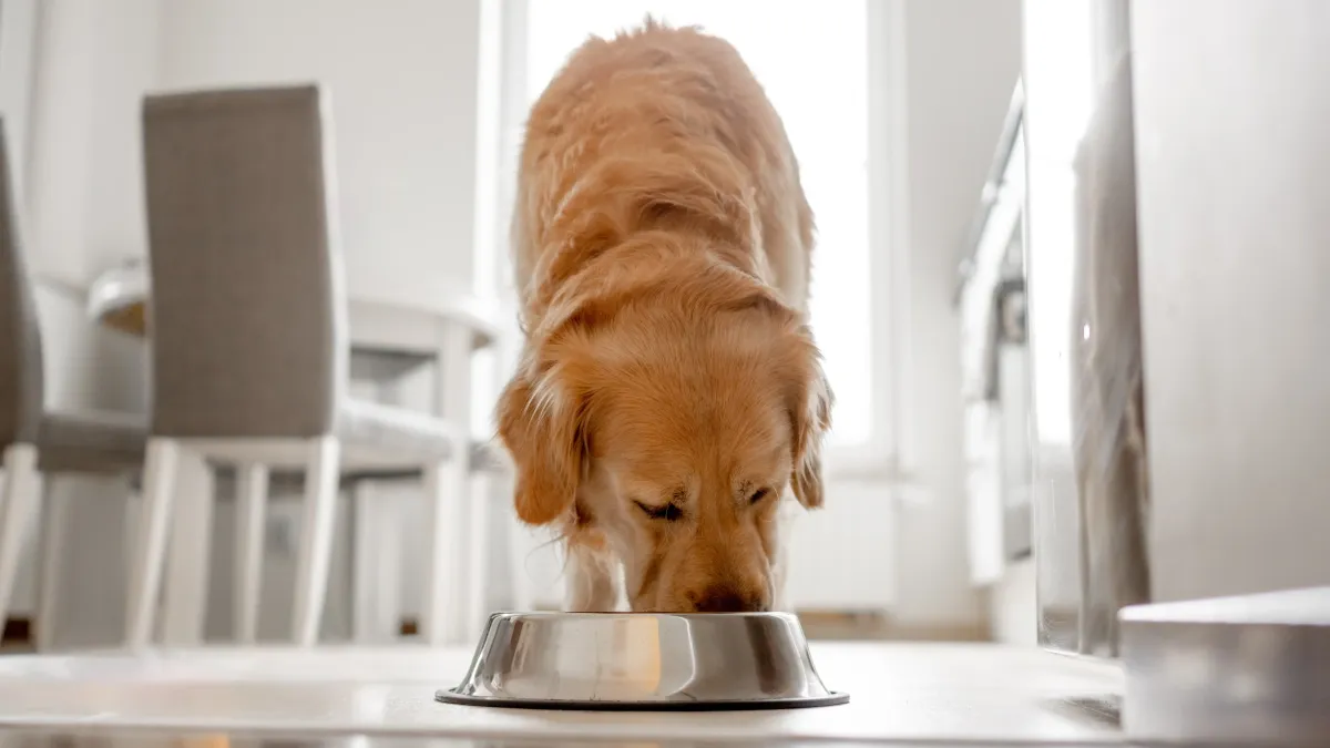 Votre chien mange trop vite ? Voici les astuces pour ralentir ses repas