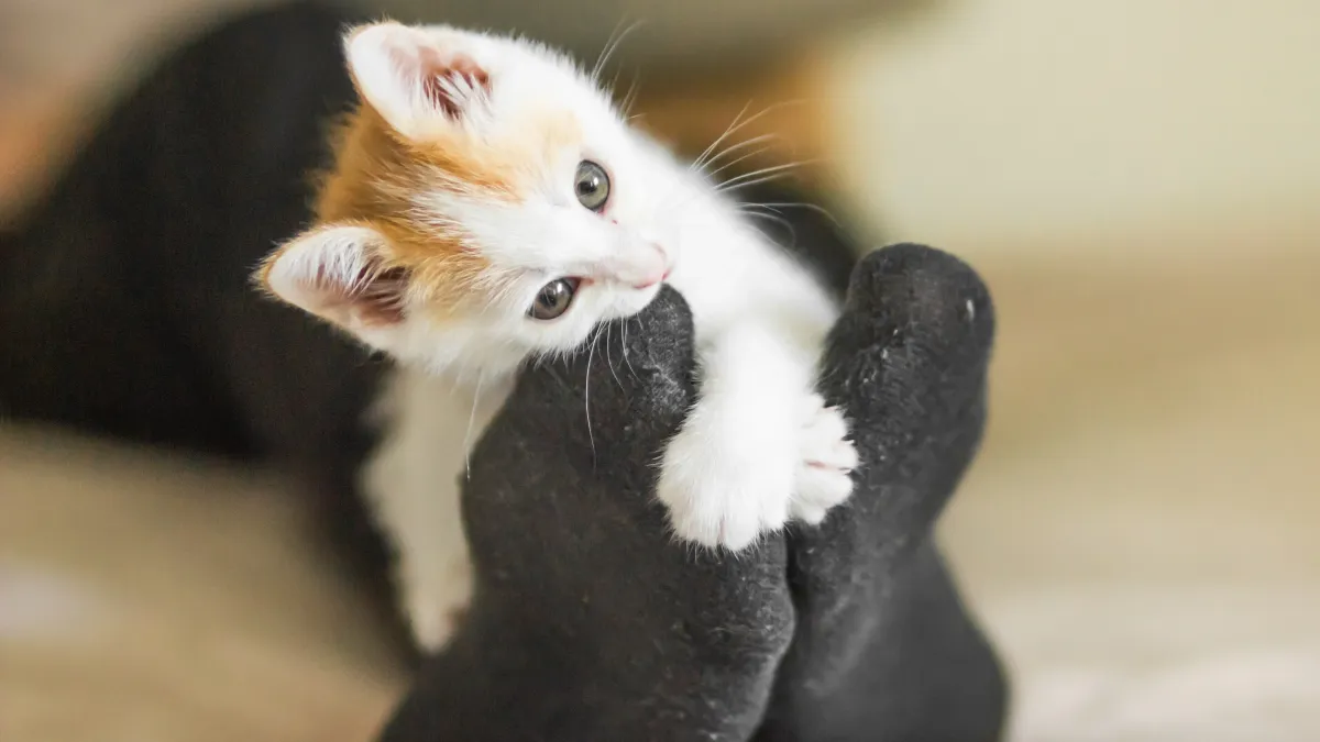 Votre chat attaque vos pieds sous la couette ? Voici comment stopper ce jeu agressif