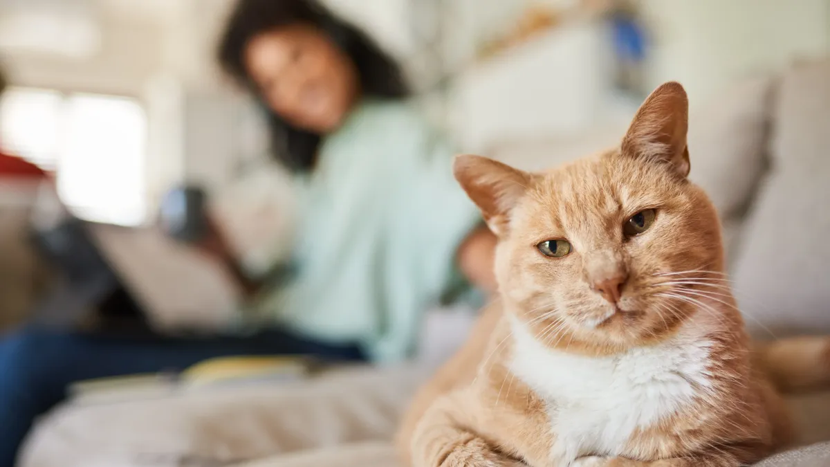 Votre chat vous ignore ? Voici comment créer (ou recréer) un vrai lien