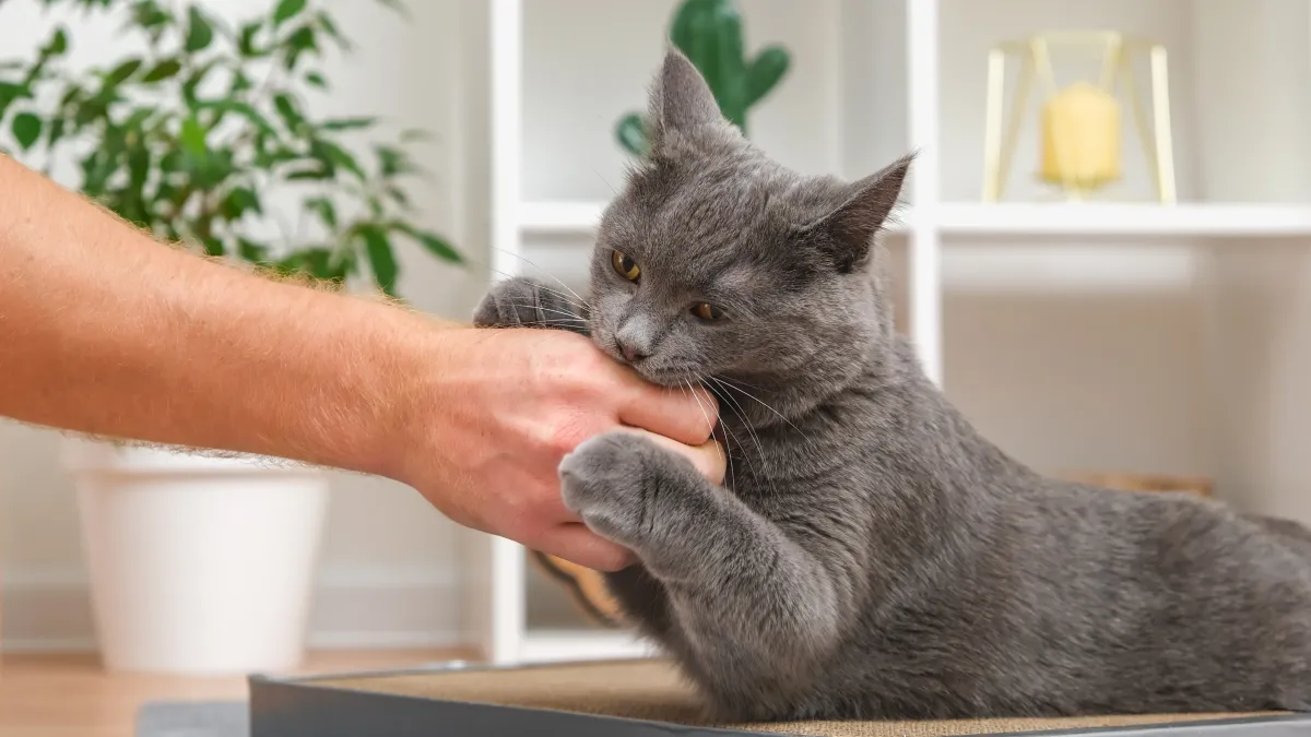 Votre chat attaque vos mains pendant le jeu ? Voici comment poser les bonnes limites