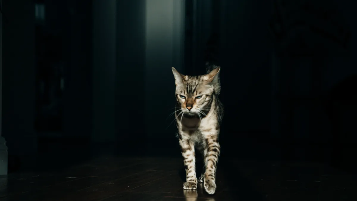 Votre chat court partout la nuit ? Voici comment retrouver des nuits calmes