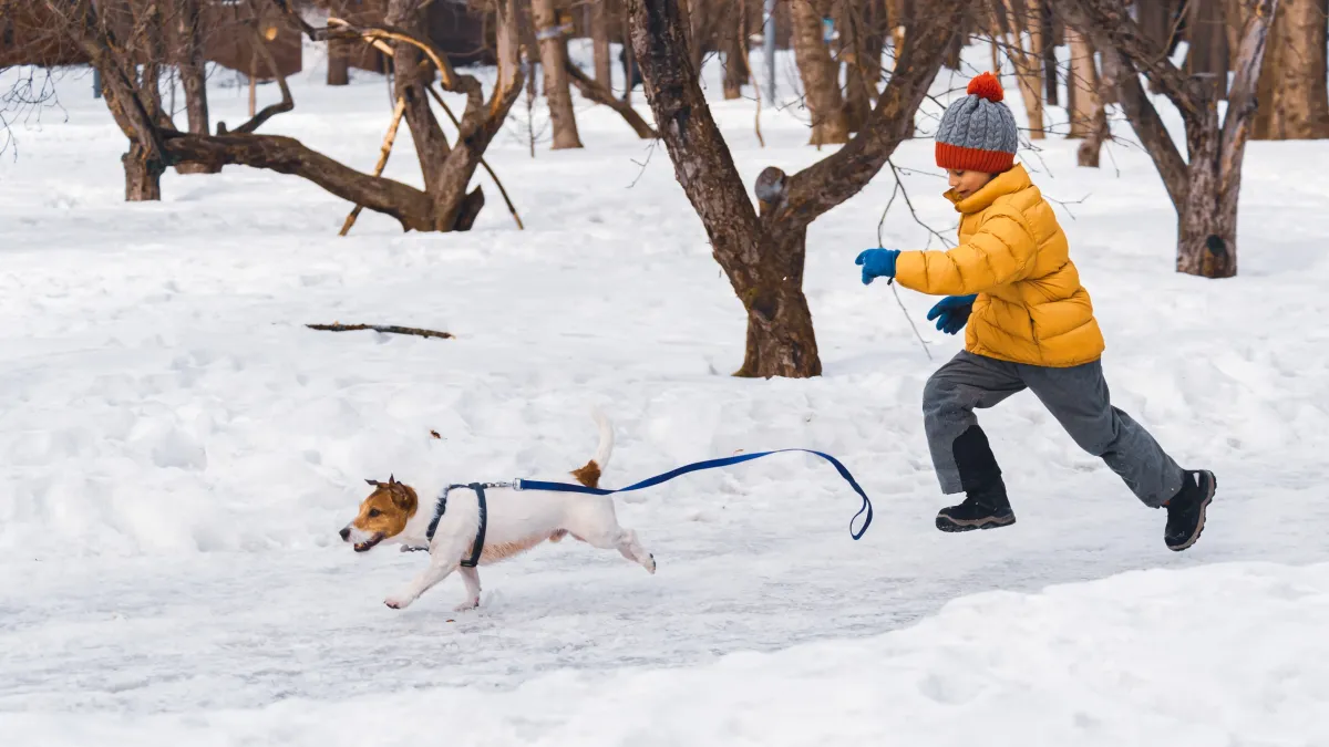 Votre chien fugue dès qu’il peut ? Voici comment renforcer sa sécurité et son attachement