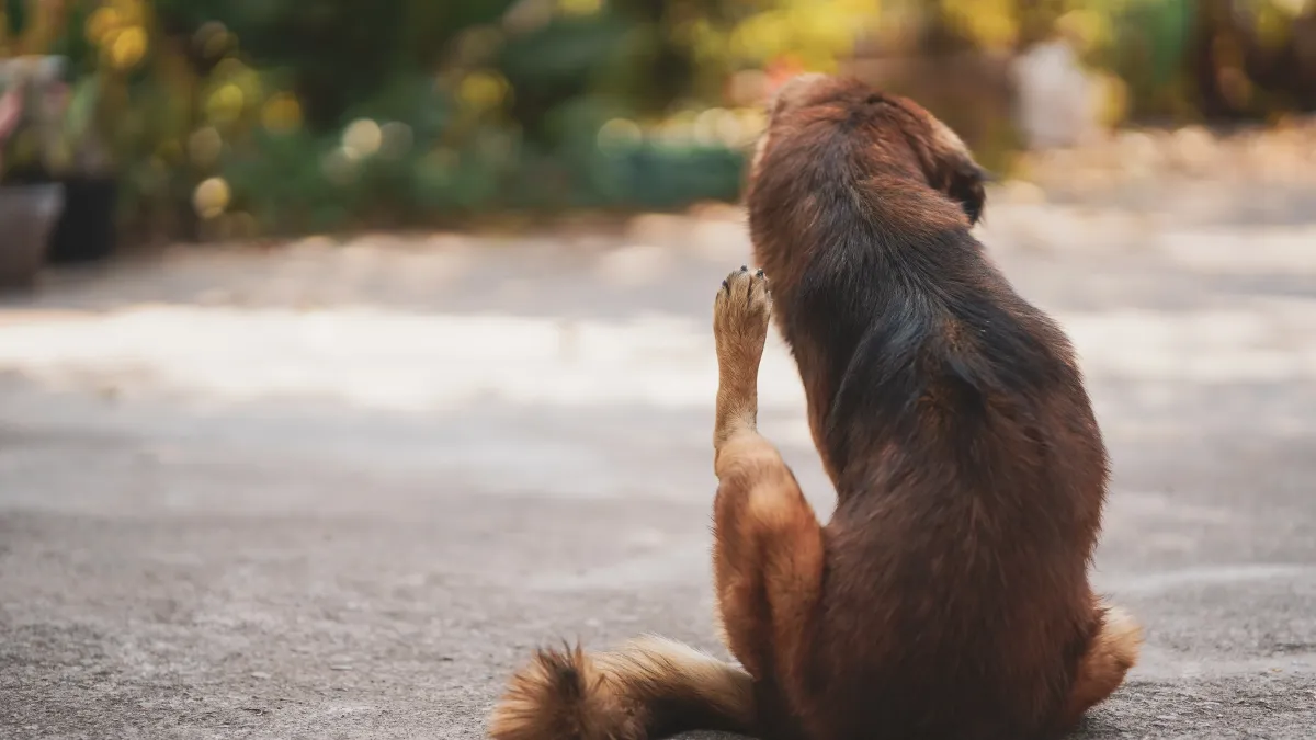 Votre chien se gratte tout le temps ? Voici comment identifier la cause